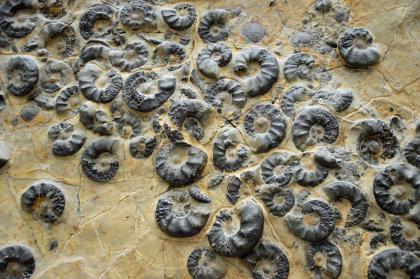 Ceratiten aus dem Oberen Hauptmuschelkalk – Ausschnitt einer Steinplatte im Staatlichen Museum für Naturkunde Karlsruhe Teilansicht einer gelblichen Steinplatte mit zahlreichen spiralförmigen, schwärzlich gefärbten Muschelschalen. Die Steinplatte mit den Muschelschalen ist Teil des Naturkundemuseums in Karlsruhe.