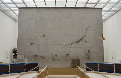 Die große Fossilientafel im zentralen Lichthof des Staatlichen Museums für Naturkunde Karlsruhe Blick auf eine große graue Steintafel im obersten Stockwerk des Naturkundemuseums Karlsruhe. Auf der Tafel, die zwischen Treppenaufgang und Glasdach angeordnet ist, befinden sich zahlreiche unterschiedliche Fossilen, etwa von Fischsauriern und Fischen.