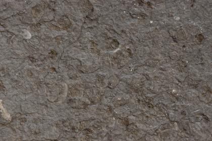 Estherienton (Unterkeuper), Zwingelhausen bei Backnang Großaufnahme dunkelgrauen Gesteins, auf dessen Oberfläche mehrere kleine Abdrücke von Fossilien erkennbar sind.