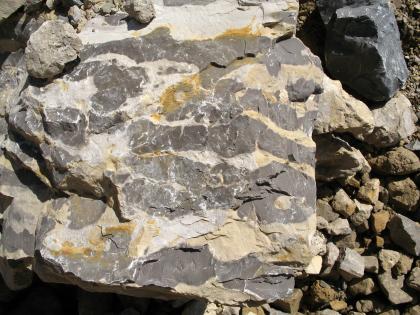 Dolomitischer Kalkstein, Oberer Muschelkalk, Haigerloch Nahaufnahme eines grau, weiß und gelb gefleckten Gesteinsbrockens.