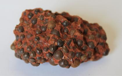 Das Foto zeigt ein rotbraunes, vergrößert fotografiertes Gesteinsstück. Die Oberfläche des länglichen Gesteins ist durchsetzt mit erbsen- oder traubenartigen, dunkelgrauen Einschlüssen.