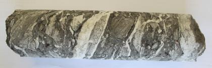 Residualbrekzie (Gipsauslaugungsbrekzie) einer Bohrung bei Horb-Seehaus Längsansicht eines runden, an den Seiten abgebrochenen Bohrkerns. Das Gestein zeigt eine Muster aus weißlichen und dunkelgrauen Schlieren.