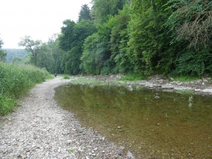 Versickerungsstrecke der Donau an der Versickerungsstelle zwischen Immendingen und Möhringen Blick auf ein teilweise trockenliegendes Flussbett. Das Ufer rechts ist mit dicht stehenden Bäumen bewachsen. Links zeigen sich neben Gebüsch nur einzelne Bäume.