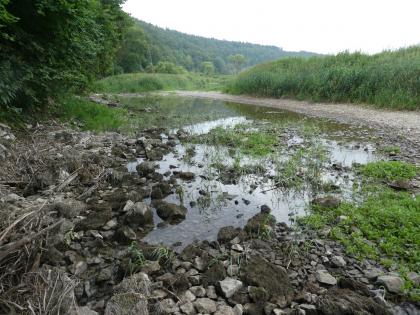 Versickerungsstrecke der Donau westlich von Immendingen im Brühl Blick auf ein teilweise trockenliegendes Flussbett. Das Ufer links ist mit Buschwerk bewachsen, rechts zeigen sich auch Bäume und bewaldete Berge. Im Vordergrund wächst zwischen Wasserpfützen Gras.