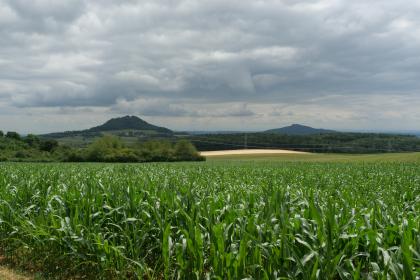 Blick von der Hauserfohrenquelle Richtung Südosten auf den Hohenhewen und den Hohenstoffeln Blick über ein Pflanzenfeld auf sich im Hintergrund erhebende bewaldete Bergkegel links und rechts der Bildmitte. Im Mittelgrund ist ein langgezogener Wald erkennbar.