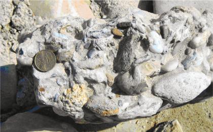 Nagelfluhbildungen im basalen Bereich der Neuenburg-Formation Nahaufnahme von miteinander verbundenen Gesteinskörpern unterschiedlicher Größe und Farbe; teils glatt geschliffen, teils mit schrundiger Oberfläche. Eine links platzierte Münze dient als Größenvergleich.