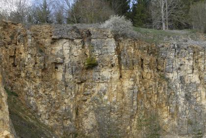 Verkarstete Oberjura-Gesteine im Steinbruch bei Buchheim (Kalksteinwerk Buchheim) Blick auf eine Steinbruchwand mit sichtbaren Karstspuren. Das Gestein ist hellbraun bis gelblich braun, mit teils grauen Verfärbungen. Die obere Kante des Bruches ist bewachsen.