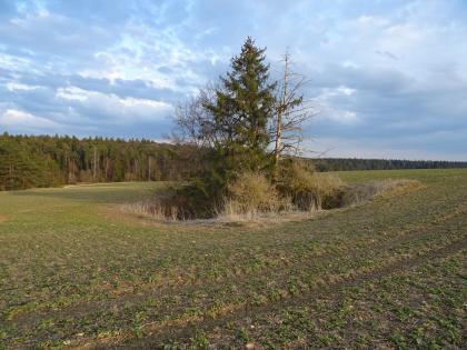 Doline auf einem Acker bei Bartholomä, Ostalbkreis, Östliche Schwäbische Alb Zu sehen ist eine weite begrünte Ackerfläche, in deren Mitte sich eine trichterförmige Vertiefung befindet. Die Doline ist mit Gestrüpp und Bäumen bewachsen. Links wird der Acker bis zum Hintergrund von Wald begrenzt.