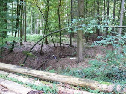 Doline in einem Waldstück bei Vaihingen an der Enz, Lkr. Ludwigsburg Der Blick richtet sich in einem Waldstück auf den Waldboden, in dem eine Vertiefung zu sehen ist. In der Mitte der Vertiefung steht eine Person mit Schutzhelm, umgeben ist sie von Laubbäumen.