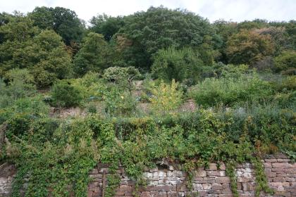 Alte Weinbergsmauern am südexponierten Neckartalhang bei Heidelberg Blick auf waagrecht verlaufende Steinmauern in der Mitte und am unteren Ende eines steilen, bewaldeten Hanges. Die Mauern sind teilweise ausgebleicht und von Pflanzen überwuchert.