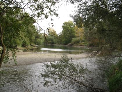 Seitenarm in der Rheinaue bei Au am Rhein Man blickt durch Äste hindurch auf einen flachen, gewundenen Flusslauf. Links befindet sich eine Kiesbank, rechts säumen Bäume das Ufer.