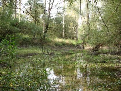 Kleiner Seitenarm in der Rheinaue bei Au am Rhein Verwunschener Seitenarm eines Flusses. Neben dem recht stillen Gewässer wachsen Bäume und Büsche, welche sich im Wasser spiegeln.