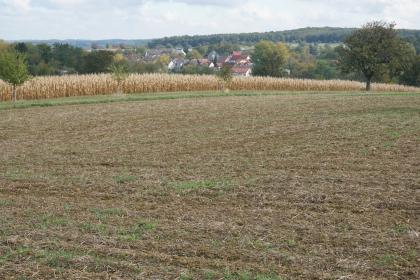 Blick vom lösslehmbedeckten Buntsandstein-Hügelland bei Karlsbad-Langensteinbach über das Auerbachtal nach Osten, wo mit dem Vorherrschen von Löss und Muschelkalk bereits die Bodengroßlandschaft Kraichgau beginnt Blick auf einen hellbraunen, abgeernteten Acker, der zum Hintergrund hin von einem Maisfeld begrenzt wird. Dahinter erheben sich bewaldete Hügel und Berge. Auch mehrere Häuser einer Siedlung sind erkennbar.
