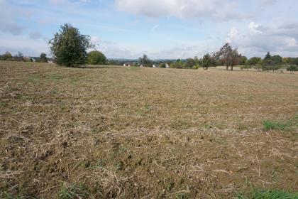 Ackerflächen bei Karlsbad-Langensteinbach mit Parabraunerden aus Lösslehm Blick auf ausgedehnte, leicht nach links ansteigende Ackerflächen. Der Boden ist hellbraun und teils mit Pflanzenresten, teils mit frischem Grün bedeckt. Im Hintergrund stehen Bäume. In einer Senke unterhalb der Äcker sind Häuser erkennbar.