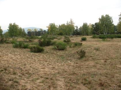 Flugsande bei Sandweier Karge Landschaft mit hellbraunem, sandigem Boden und vereinzelten Büschen und Bäumen.