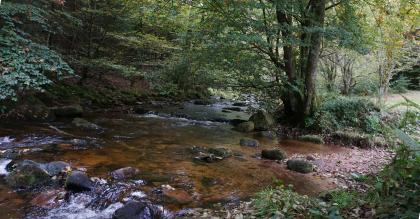 Eyachaue südlich von Neuenbürg-Dennach Blick auf einen schmalen, flachen Fluss mit kleinen Gefällstufen. Die Uferseiten sind unterschiedlich: links fügt sich ein steiler Waldhang an, rechts ist das Ufer flach und von Bäumen gesäumt.