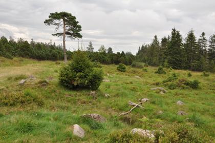 Grindenhochfläche am Seekopf Auf einer grasigen Hochfläche, zwischen kleineren Nadelbäumen und Sträuchern, liegen vereinzelte Steinbrocken. Am hinteren Ende der Hochfläche steht Wald.