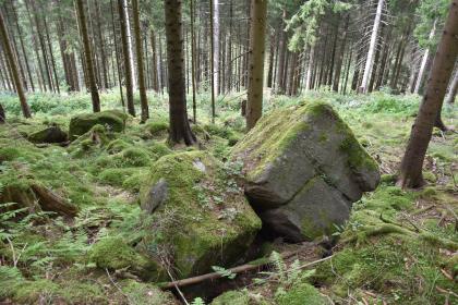 Buntsandstein-Blöcke am nordexponierten Hang des Seebachtals westlich von Baiersbronn-Huzenbach In einem zum Hintergrund hin dicht stehenden Wald verteilen sich mehrere große, würfelförmige Gesteinsblöcke. Die grauen, im Vordergrund hoch aus dem Boden ragenden Blöcke sind teils mit Moos überzogen.