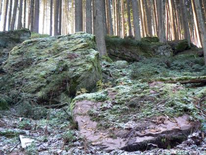Buntsandstein-Blöcke am Oberhang des Nagoldtals bei Altensteig Nahaufnahme mehrerer großer Gesteinsblöcke in einem zum Hintergrund hin dichtstehenden Wald. Die Blöcke sind abgeflacht und mit Moos und Zweigen bedeckt. Ein Block vorne rechts liegt tief im Boden, ein anderer, links dahinter, ragt aus dem Boden auf.