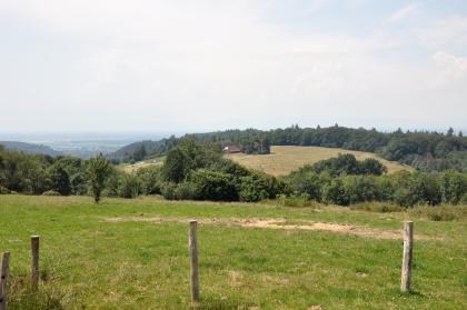 Buntsandsteinbergland bei Lahr-Langenhard – In den höheren Lagen ist der Buntsandstein hier noch mit Resten von Unterem Muschelkalk bedeckt Blick über eine hochgelegene Wiese rechts hinunter auf eine abgerundete, von einem Waldkranz umgebene Bergkuppe. Die Wiese ist mit Holzpflöcken und einem Elektrozaun gesichert. Links geht der Blick hinab auf eine weite Ebene.