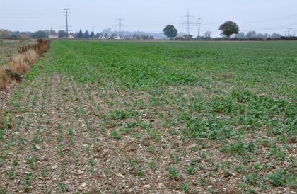 Niederterrasse westlich von Breisach-Gündlingen mit kiesigen Ackerböden (Z121) Das Bild zeigt einen kiesigen flachen Acker, der rechts und im Mittelgrund mit Grünpflanzen bedeckt ist. Im Hintergrund sind Strommasten und eine kleine Siedlung zu erkennen.