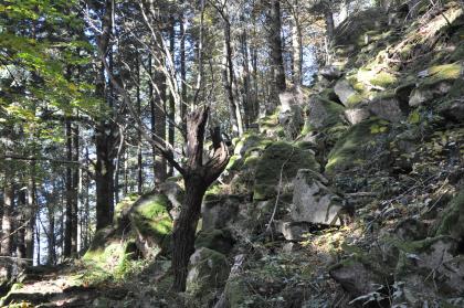 Blockschutt aus Flasergneis an einem Steilhang im Höllental bei Buchenbach-Falkensteig Blick auf einen steil nach rechts aufsteigenden Waldhang. Der Hang ist mit zahlreichen großen Steinblöcken übersät, die auf- und nebeneinander liegen. Die Gesteinsoberflächen sind bemoost.