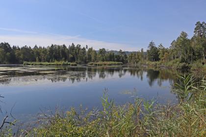 Am Fünfeckweiher im Pfrunger-Burgweiler Ried Blick auf eine nach links offene Wasserfläche. Die Ufer rechts und im Hintergrund sind bewaldet. Davor schwimmen flache, längliche Inseln mit Pflanzenbewuchs. Im Vordergrund sind ebenfalls Pflanzen zu sehen.