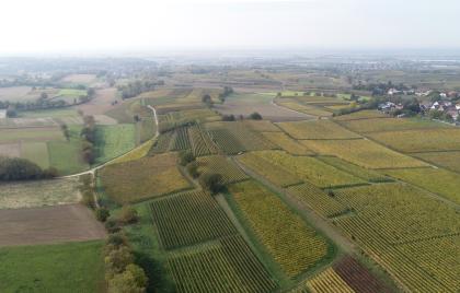 Blick vom Lösshügelland östlich von Buggingen zur Rheinebene  Luftaufnahme einer durch mehrere grüne Felder gekachelte Landschaft. Vereinzelt befinden sich dazwischen kleine Baumgruppen. Am rechten hinteren Bildrand ist eine Siedlung zu erkennen.