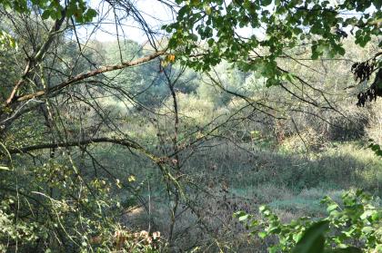 Auenwald im Rheinuferbereich bei Grißheim Durch dünne Äste im Vordergrund lässt sich ein dahinter liegender, dicht bewachsener Wald mit Laubbäumen und Sträuchern gerade noch erkennen.