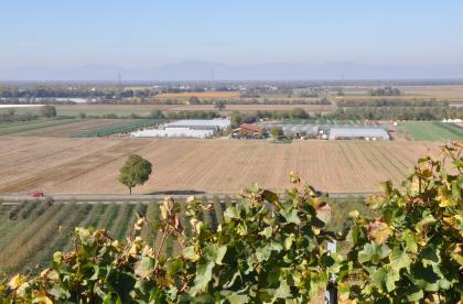Blick vom Anstieg des Markgräfler Hügellands bei Müllheim-Hügelheim nach Nordwesten über die Oberrheinebene, die hier durch Ackerbau und Sonderkulturen geprägt ist Über hochstehende Rebstöcke sieht man auf eine weite, flache Ebene mit Äckern und Baumreihen. In der Bildmitte stehen Gewächshäuser. Im dunstigen Hintergrund ist eine Bergkette zu erahnen.