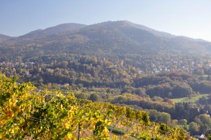 Am Ostrand des Markgräfler Hügellands bei Badenweiler erheben sich die Berge des Südschwarzwalds mit steilen bewaldeten Hängen Blick von erhöhtem Standpunkt über gelb leuchtende Reben in ein Tal mit vielen Baumgruppen und auf einen bewaldeten Berg.