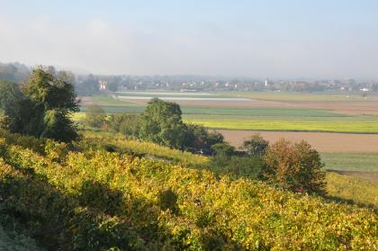 Vom Schilzberg südlich von Heitersheim geht der Blick nach Südwesten in die Rheinebene bei Buggingen-Seefelden Blick über nach links hochsteigende Rebstöcke auf eine weite flache Ebene mit verschiedenen Ackerflächen. Im dunstigen Hintergrund ist eine Siedlung erkennbar.