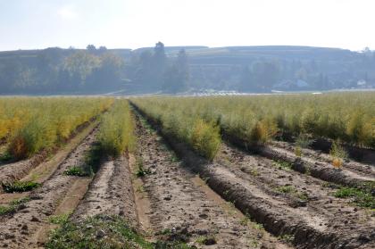 Spargelanbau am Ostrand der Niederterrasse bei Buggingen-Seefelden Das Bild zeigt mehrere rundliche Erdhügel, die in Reihen bis zum Horizont verlaufen. Während die braunen Hügel im Vordergrund kahl sind, sprießen dahinter grüne Büschel. Im dunstigen Hintergrund steht ein halb von Bäumen verdeckter, terrassierter Berg.