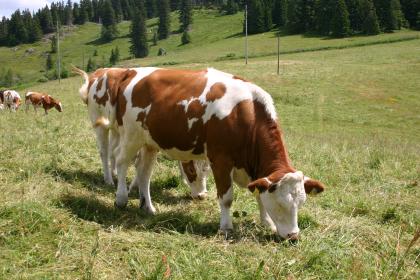 Weidfelder mit Vorderwälder Rinder bei Bernau Das Foto zeigt weidende Rinder auf rechts ansteigenden, im Hintergrund auch felsigen und bewaldeten Wiesen. Die Rinder haben ein braunes Fleckenmuster auf weißem Fell.