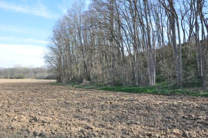 Ackerbaulich genutzte Auenböden auf dem Kander-Schwemmfächer – rechts der bewaldete Hang der Niederterrasse (Hochgestade) An einen umgepflügten Acker im Vordergrund schließt sich rechts eine bewaldete Böschung an. Die schlanken, hohen Bäume haben noch keine Blätter, der Acker wirkt staubig und trocken.