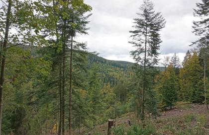Blick ins Eyachtal südlich von Neuenbürg-Dennach Das Bild zeigt einen steilen, nach links abfallenden Waldhang mit hohen Nadelbäumen. Im Hintergrund erhebt sich ein bewaldeter Höhenzug.