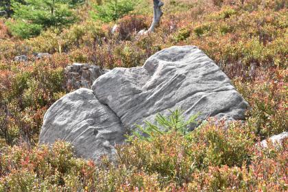 Heller Buntsandsteinblock am Oberhang unterhalb des Hornisgrinde-Gipfels Zwischen blühenden, kurzen Hecken liegen zwei hellgraue Felsblöcke nebeneinander. Der größere Block rechts stützt sich dabei auf den kleineren Fels links.