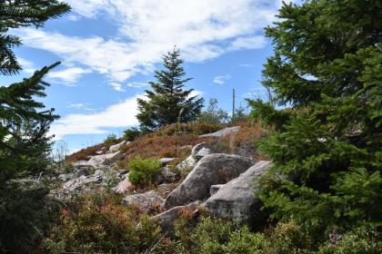 Buntsandstein-Blöcke am Oberhang der Hornisgrinde Zwischen Nadelbäumen blickt man auf einen leicht nach rechts ansteigenden Hang, auf dem zwischen rötlichen Hecken mehrere Gesteinsblöcke verstreut sind. Die Blöcke sind hellgrau und meist abgeflacht, nur im Vordergrund liegen zwei größere Blöcke.