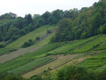 Weinbau in den Seitentälern des Kochers bei Ingelfingen: Österberg bei Künzelsau-Belsenberg im Deubachtal Das Bild zeigt einen nach rechts ansteigenden, mehrfach unterteilten Rebhang. Die Seiten sowie die Kuppe ist bewaldet. Reihen von aufgehäuften Steinen und Grünflächen links sind ebenfalls erkennbar.