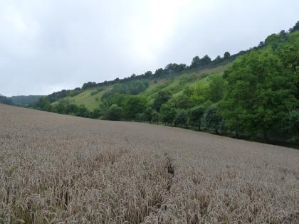 Blick in ein kleines Seitental nördlich der Jagst bei Klepsau Das Bild zeigt einen graubraunen, von links nach rechts leicht abfallenden Getreideacker. Gegenläufig steigt nach rechts hin ein begrünter, vorne bewaldeter Hang auf.