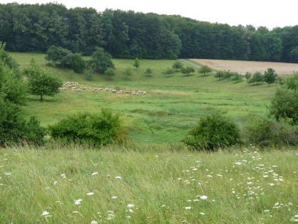 Ottensee nordöstlich von Mulfingen Hinter einer hochstehenden Wiese und einigen Bäumen öffnet sich eine wannenförmige, grüne Ebene, auf der links mehrere Schafe weiden. Rechts begrenzt ein Fahrweg sowie ein bewachsenes Feld die Ebene, hinten ein dichter Wald.
