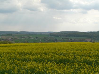 Blick von der Anhöhe Röte bei Langenbeutingen nach Südosten in Richtung Bretzfeld Hinter einem weiten, gelbgrünen Rapsfeld erhebt sich eine Grünlandschaft, durchsetzt mit Äckern, Bäumen und Gehöften. Ein flacher, bewaldeter Höhenzug rechts und weitere flache Höhen im Hintergrund sind ebenfalls erkennbar.