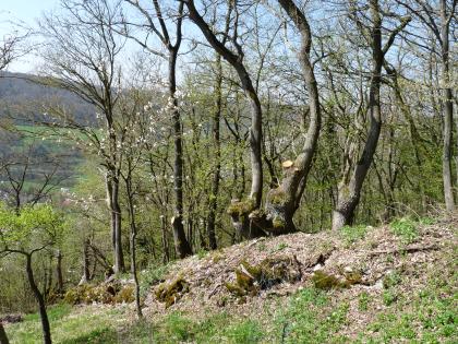 Steinriegel im Kochertal bei Künzelsau-Kocherstetten Hangabwärts zieht sich ein Hügel aus alten, aufgeschichteten Steinen, der teilweise mit Moos bedeckt ist. Dahinter reihen sich mehrere schlanke, aber auch knorrige Bäume. Sie blühen oder haben erste grüne Blätter.