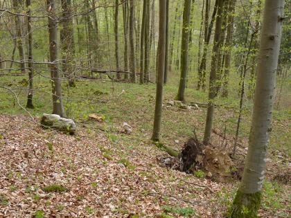 Rutschhang (Ost-exponiert) im Kochertal westlich von Braunsbach-Steinkirchen Das Bild zeigt einen zum Hintergrund hin abfallenden, welligen Waldboden. Im Vordergrund liegt braunes Laub. Hohe, schlanke Bäume verteilen sich, aber auch größere Steine und ein umgestürzter Wurzelballen sind zu sehen.