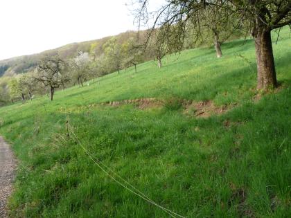 Rutschhang (Ost-exponiert) im Kochertal nordwestlich von Braunsbach-Steinkirchen Das Bild zeigt einen von links nach rechts ansteigenden, begrünten Hang. Mehrere, nach vorn geneigte Obstbäume verteilen sich darauf. Außerdem durchquert ihn eine, auf den Betrachter zulaufende kahle, braune Furche.
