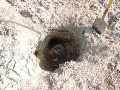 Frisch eingebrochener kleiner Erdfall in einer beackerten Talmulde bei Künzelsau-Gaisbach Inmitten eines sehr hellen Ackerbodens hat sich eine kleine, halbrunde Öffnung gebildet. Ein Teil der Erde oben ist in die dunkle Vertiefung gerutscht.