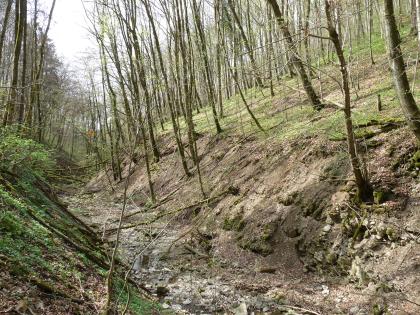 Oberlauf des Heiligenbachs bei Künzelsau-Mäusdorf Ein schmales Tal mit einem kaum Wasser führenden Bach durchschneidet zwei Hänge. Der rechte steigt bis zum Bildrand stark an und ist kahl und steinig, aber auch mit schlanken Bäumen bewachsen. Der linke Hang ist schattig und dichter begrünt.