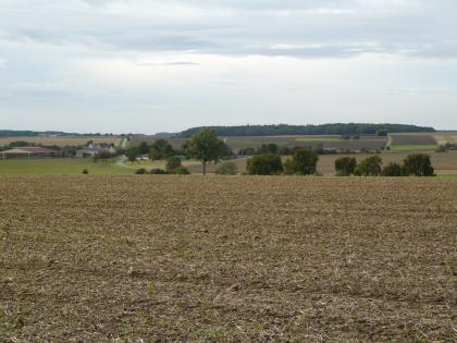 Muldentälchen bei Billingsbach Hinter einem braunen, abgeernteten Acker und einer Reihe von einzeln stehenden Bäumen zeigt sich eine wellige, zum Horizont hin ansteigende Ebene. Eine Straße sowie ein Gehöft links trennt die Landschaft von weiteren Ackerflächen.