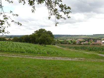 Hohenloher Ebene bei Dörrmenz (Kirchberg an der Jagst) Das Bild zeigt von links nach rechts abfallende Grünland- und bepflanzte Ackerflächen. Eine Baumreihe und Fahrwege durchqueren sie. Im Hintergrund verteilen sich mehrere Ortschaften auf einer nach rechts ansteigenden Ebene.