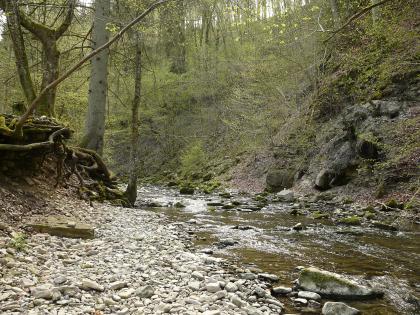 Schmerachtal südwestlich von Ilshofen Ein breiter, nur wenig Wasser führender Bach fließt auf den Betrachter zu. Links ist das Ufer flach, mit Schotter bedeckt und von Bäumen sowie deren Wurzeln gesäumt; rechts steigt es steil an. Hier mischt sich Gestein mit Buschwerk.